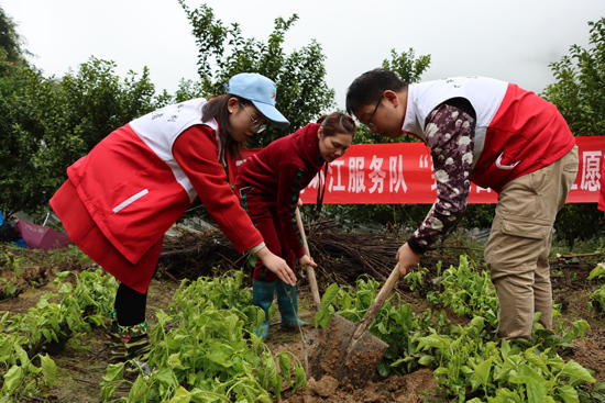 環江掀起植樹造林熱潮