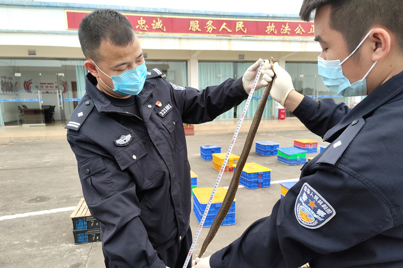 圖為民警在量活體泥蛇的長度。程劍寧攝