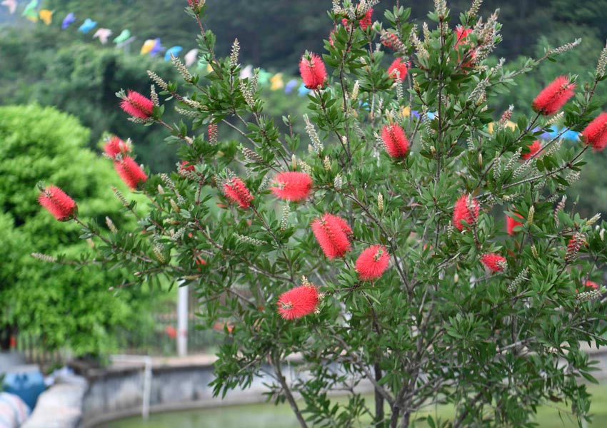 紅千層