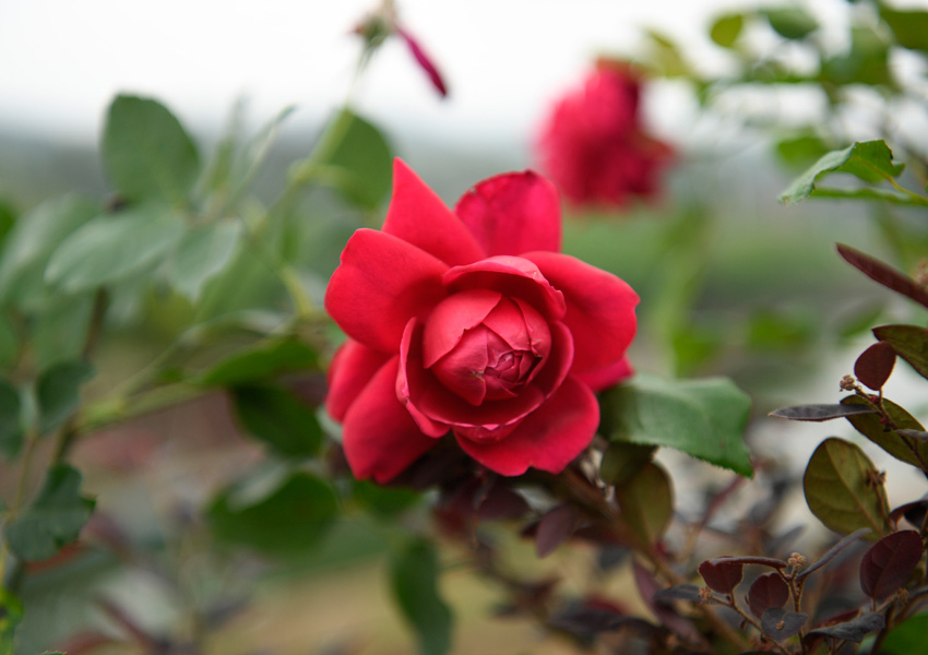 玫瑰花