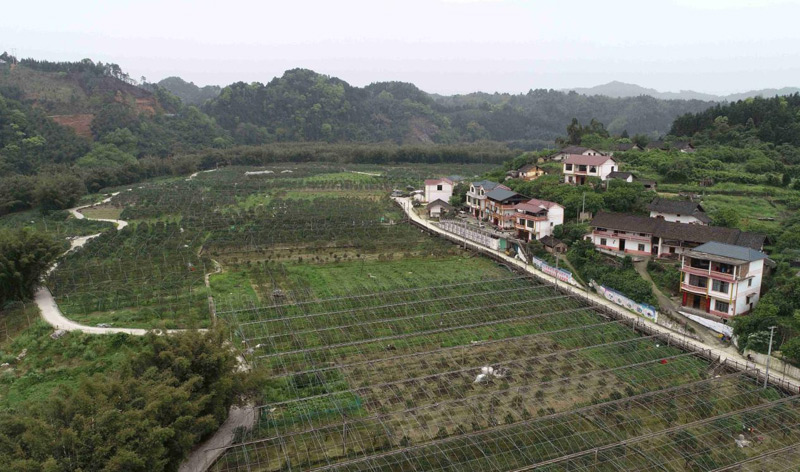 融安县大将镇拍摄的三马屯现代农业核心示范区。 