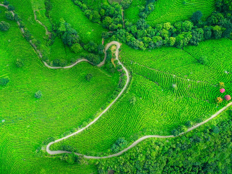 綠色的茶山。