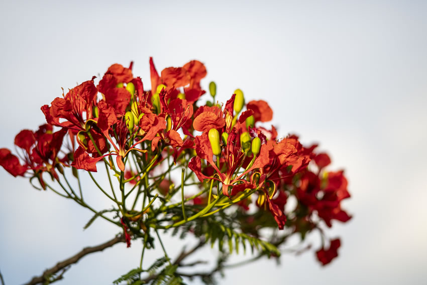 鳳凰花開紅艷艷。周金鵬攝