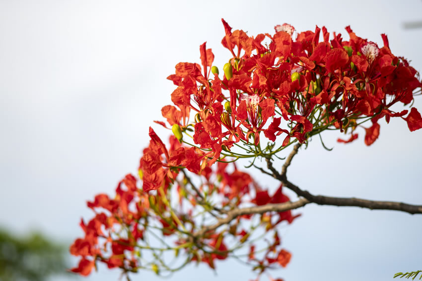 鳳凰花開紅艷艷。周金鵬攝