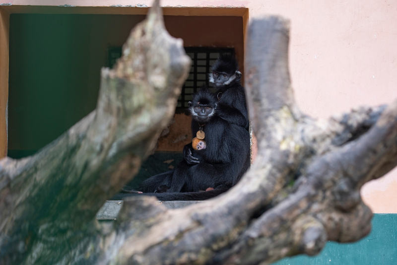 黑葉猴媽媽抱著猴寶寶晒太陽喂奶，猴寶寶金黃色的茸毛在群猴中格外顯眼。何華文攝