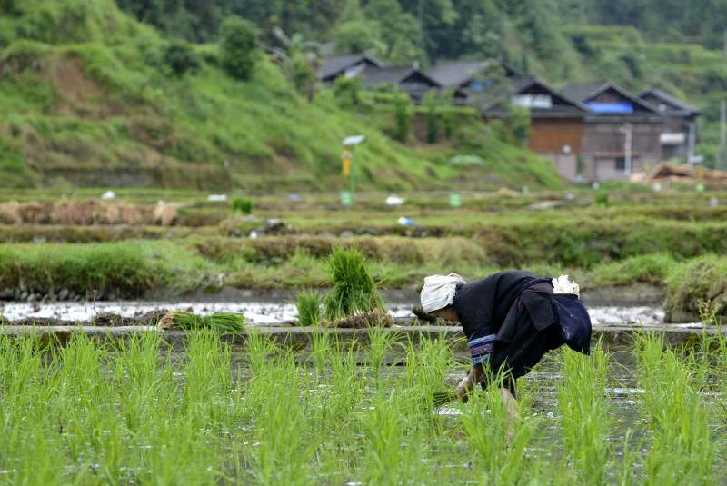 村民正在田間插秧。滾億忠攝