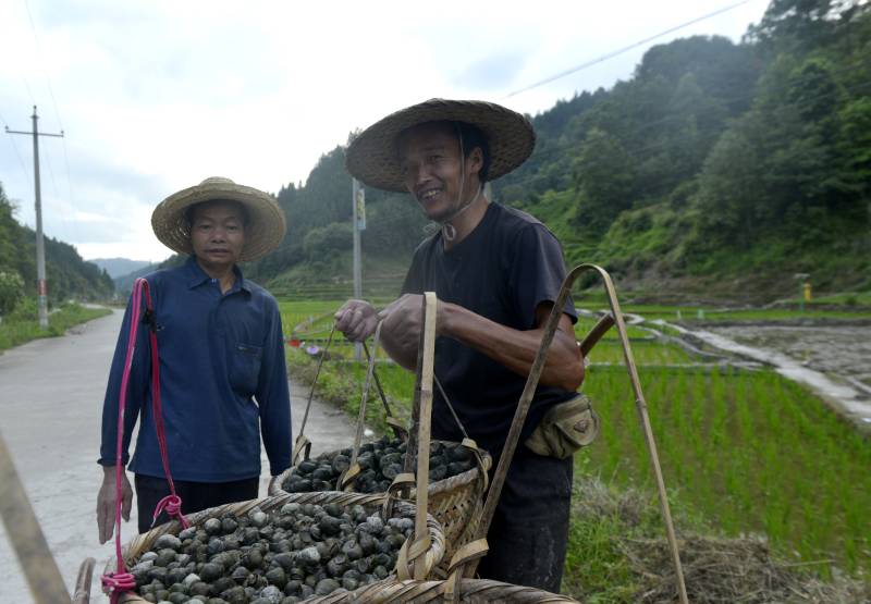 圖為村民們正在搬運田螺。滾億忠攝