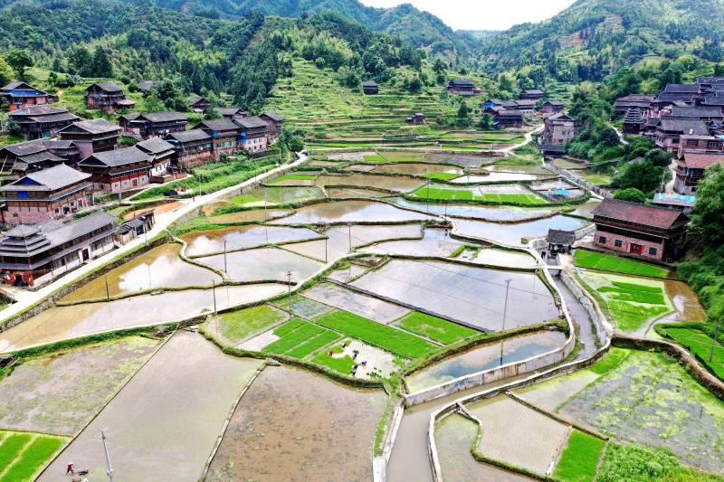 三江侗族自治縣林溪鎮高秀村村民在水田景象。  吳練勛攝