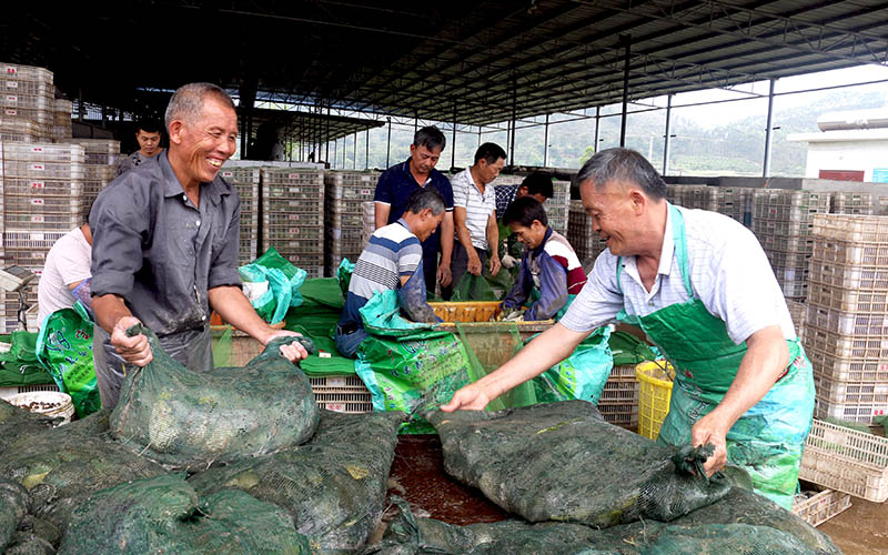 大田村牛蛙養殖基地員工在裝箱調運牛蛙銷往外地。廖超文攝