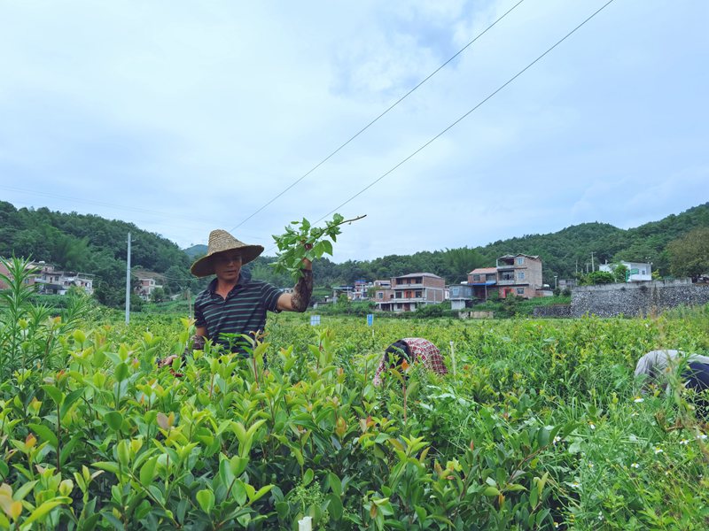 圖為田林縣舊州鎮那度村脫貧群眾為苗圃內的良種油茶大苗清除雜草。楊進宏攝