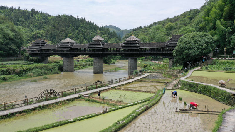 在三江侗族自治縣林溪鎮程陽風雨橋前，幾名農戶正在插秧。龔普康攝