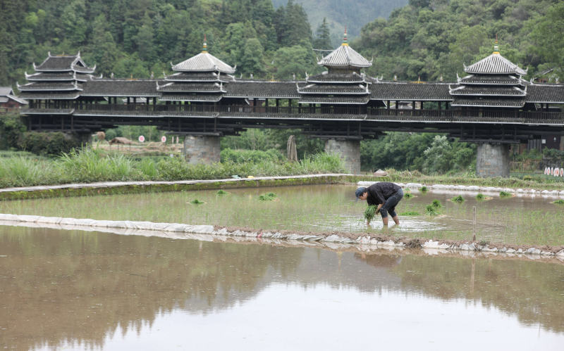 在三江侗族自治縣林溪鎮程陽風雨橋前，一名農戶正在插秧。龔普康攝