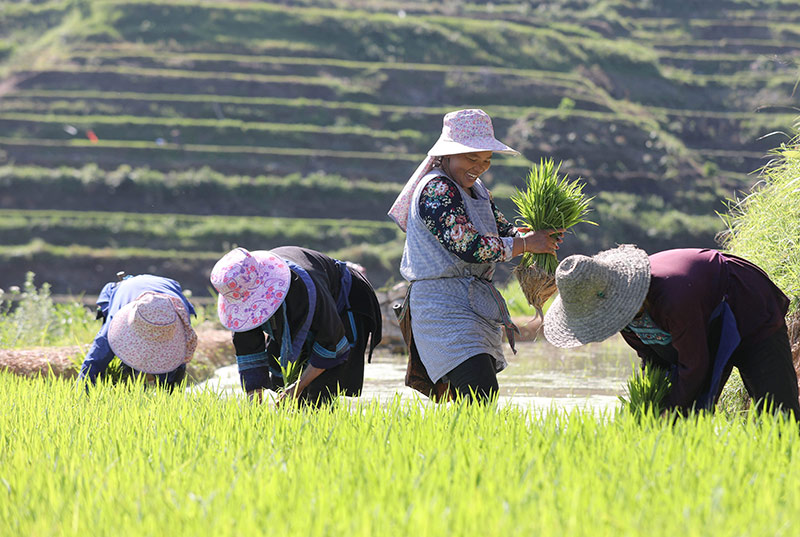 在三江侗族自治縣富祿苗族鄉岑洞村，幾名婦女在植秧苗。龔普康攝
