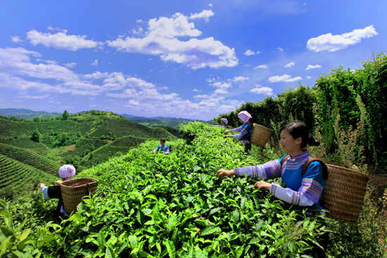 采摘茶叶.朱小华摄