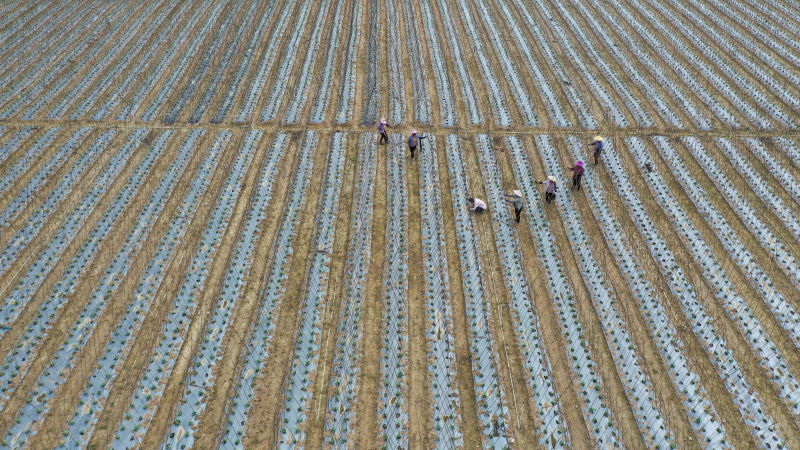 在三江侗族自治縣老堡鄉坡頭村，村民們在管護豆角。龔普康攝