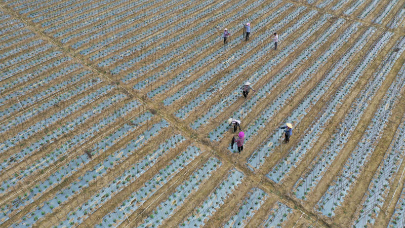 在三江侗族自治縣老堡鄉坡頭村，村民們在管護豆角。龔普康攝