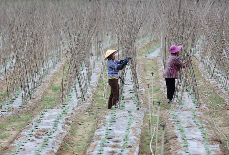 在三江侗族自治縣老堡鄉坡頭村，兩名村民在管護豆角。龔普康攝