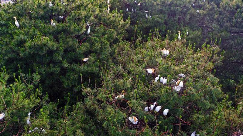 成群的鷺鳥在鬆樹林棲息。