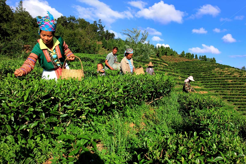 足别瑶族苗族乡央龙村群众采茶.罗世金摄