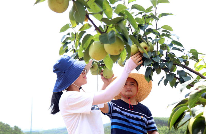 村民正在採摘桂花梨。鐘健攝