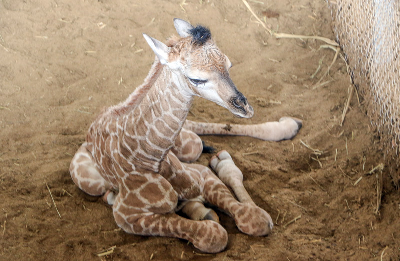 刚出生的长颈鹿幼崽。林玉卉摄