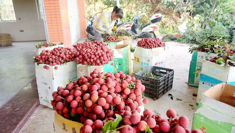村民在家門口整理准備運往城區銷售的荔枝。施小紅攝