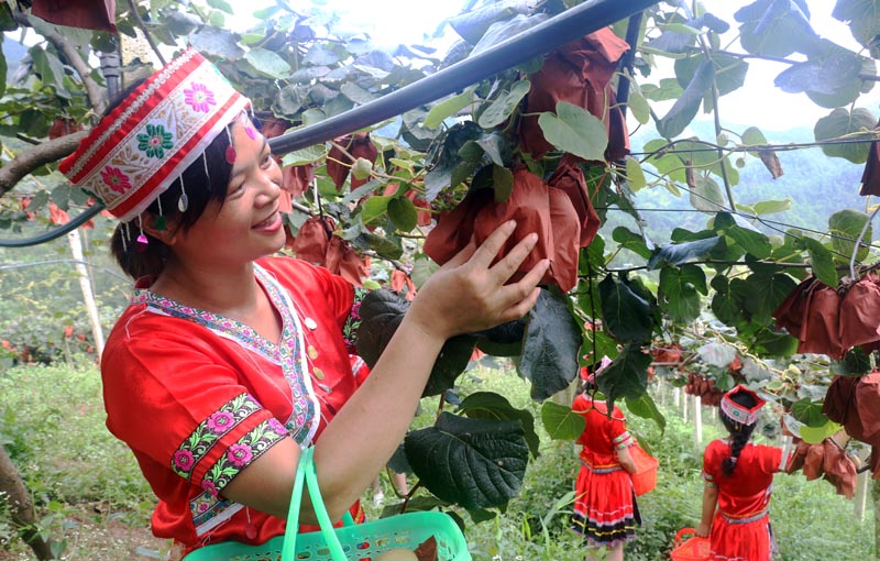 花山瑤族鄉林坪村瑤族姑娘在採摘獼猴桃。廖超文攝