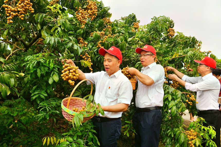 市民採摘石硤龍眼。