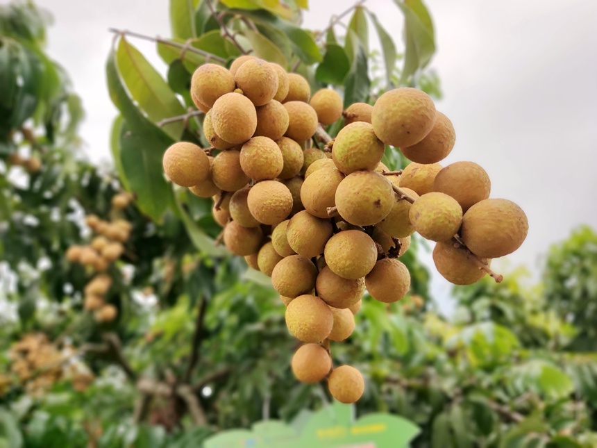 石硤龍眼挂滿枝頭。