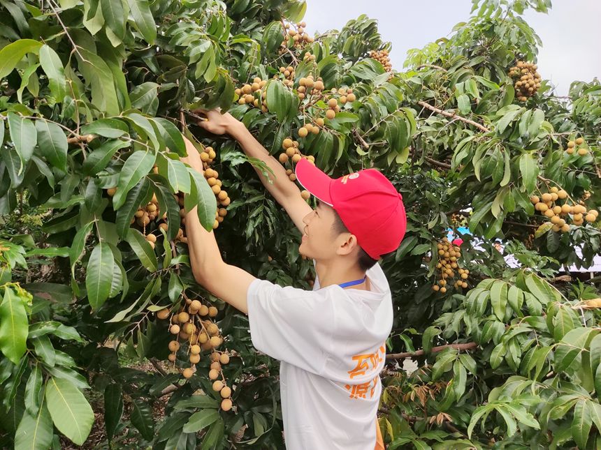 市民採摘石硤龍眼。