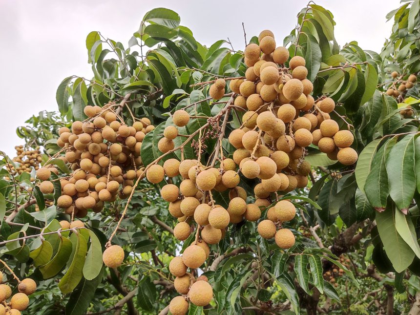 石硤龍眼喜獲豐收。