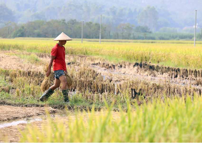 农民在拾稻穗。