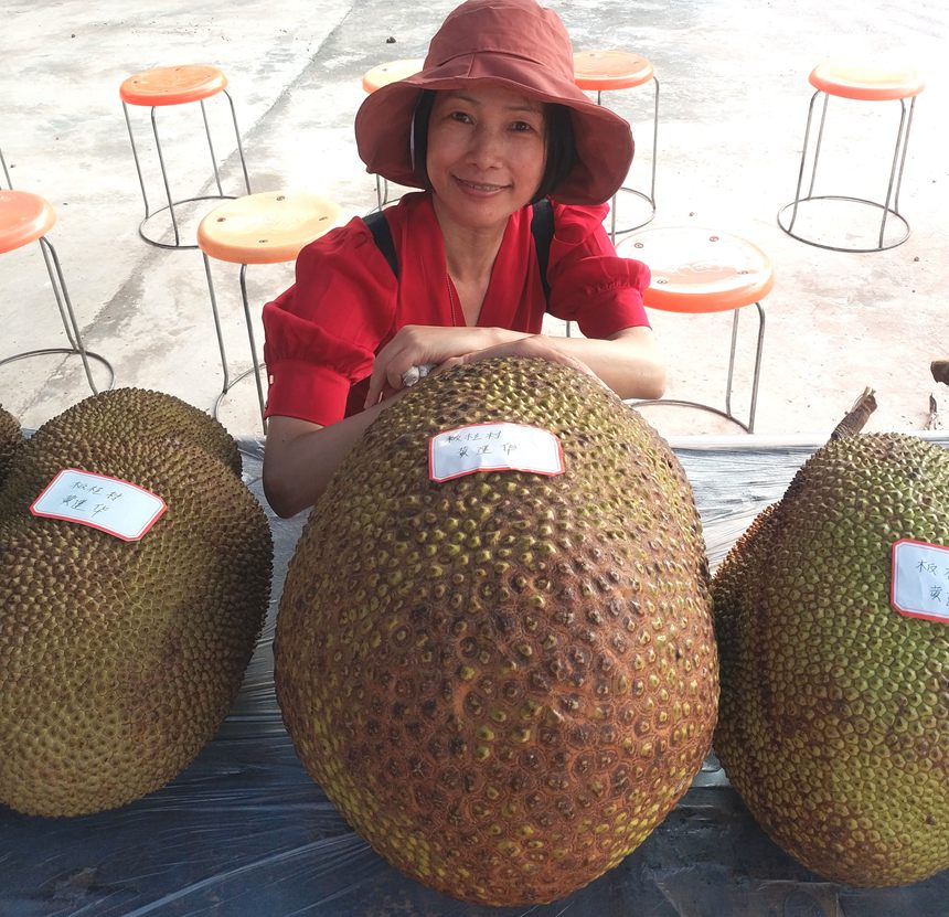 7月31日，一位游客在寧明縣第二屆木菠蘿文化旅游節上與參加木菠蘿擂台賽的木菠蘿合影留念。周貽剛攝