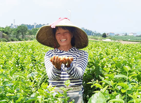 茉莉花丰产,榃汶村村民杨桂芬绽放喜悦笑脸.陈惠摄