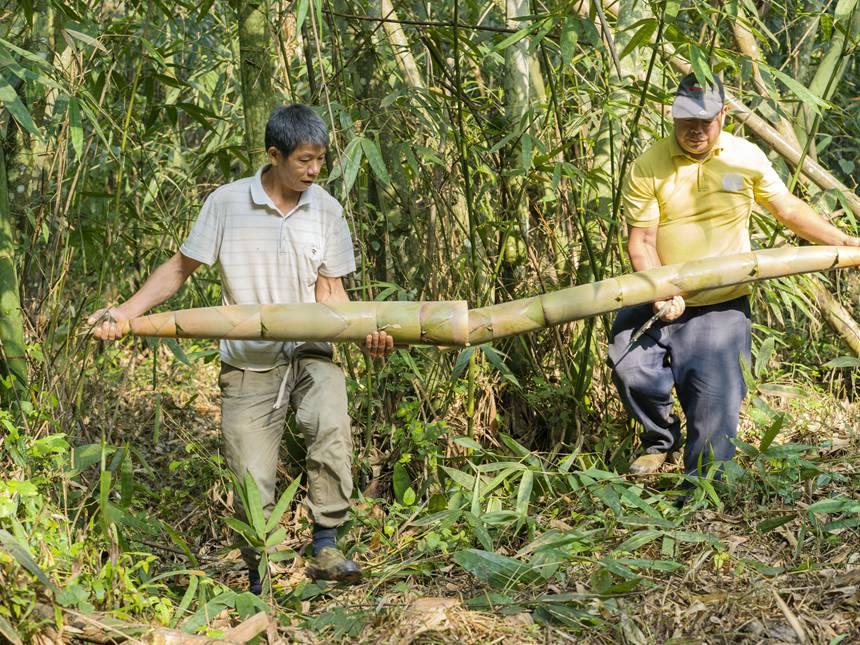 村民在收割竹筍。