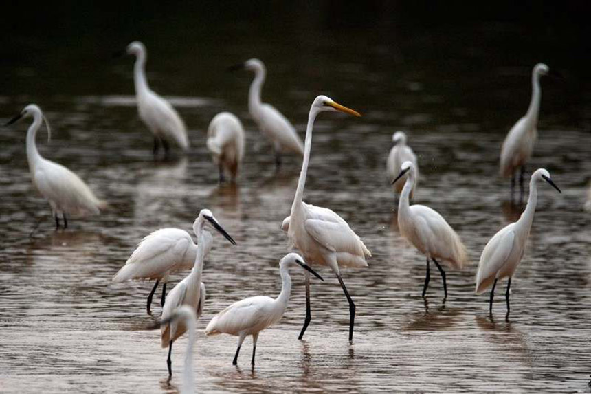廣西梧州市玫瑰湖濕地公園發現國家一級保護野生動物黃嘴白鷺。