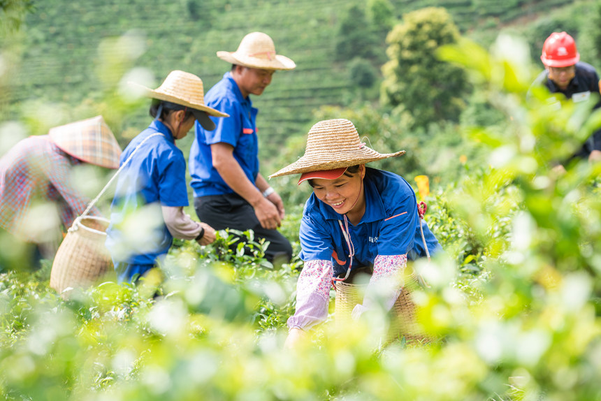 工人們正忙著採摘新鮮茶葉加工趕訂單。