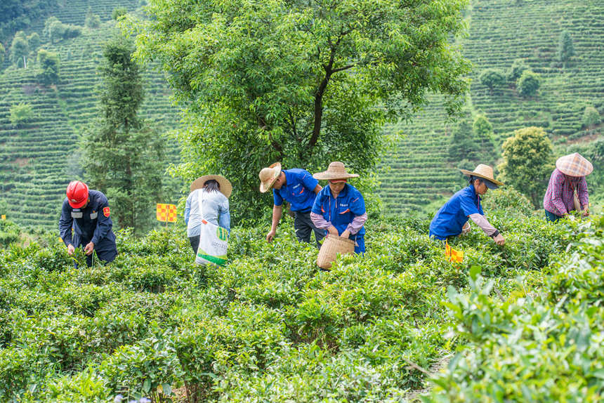 趁著晴好天氣，工人們正忙著採摘新鮮茶葉加工趕訂單。