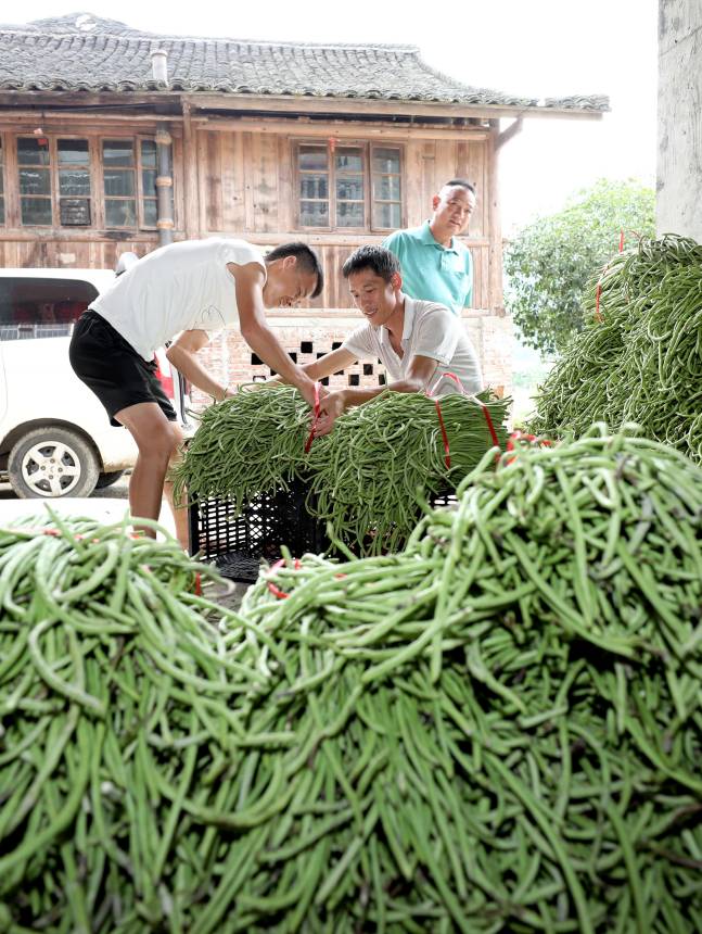 在三江侗族自治縣斗江鎮沙宜村，幾名村民正在裝運剛採收的豆角。龔普康攝