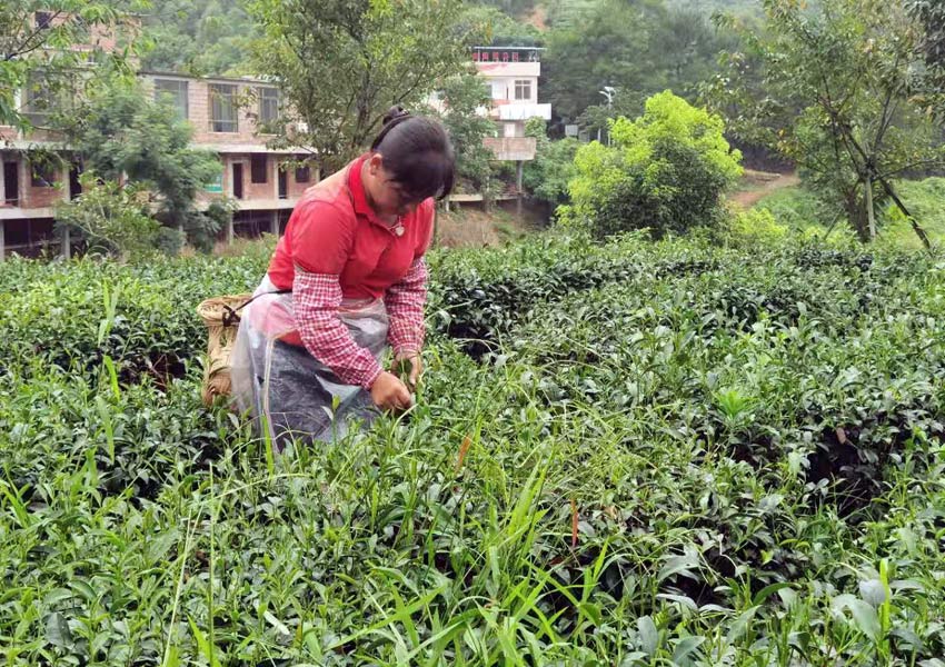 採茶工背著竹簍在茶園穿梭，忙著採摘茶葉。