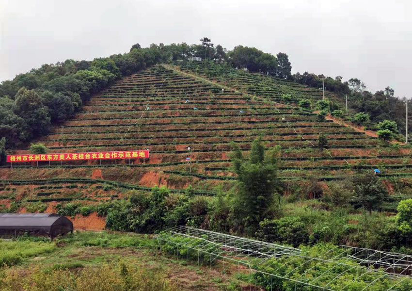 長洲區倒水鎮旭村土壤條件好，適合茶葉種植。