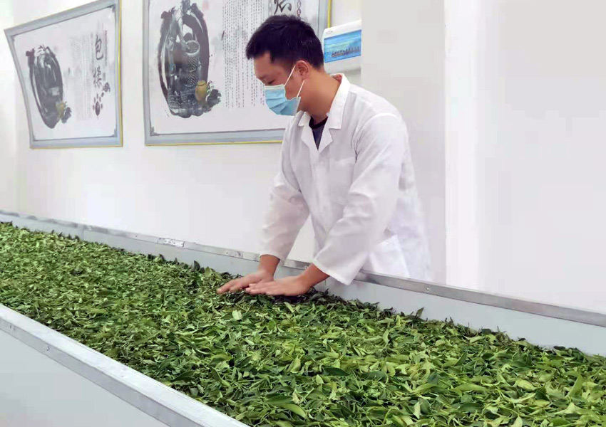 鮮茶葉經過室內萎凋工序后，散發部分水分，去掉苦澀味。