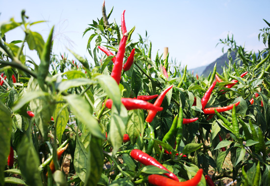 新圩镇潮立村生产的“朝天椒”。陆仕臣摄