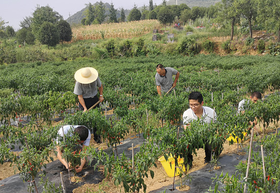 驻村工作组带领村民在护理辣椒树。陆仕臣摄