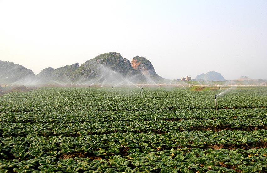富川無公害蔬菜生產基地。富川縣委宣傳部供圖