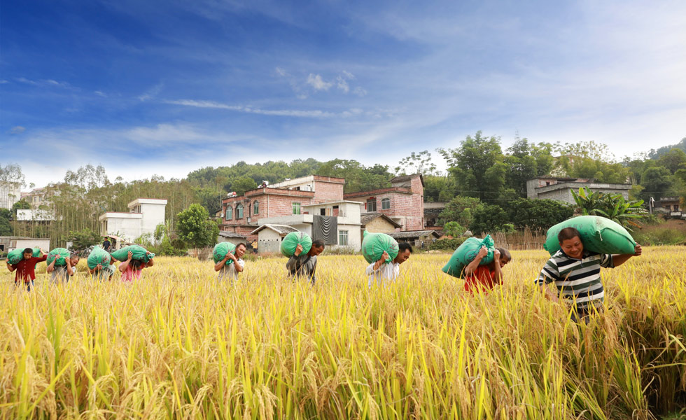 龙圩区大坡镇夜村村大力发展种植富硒稻产业。
