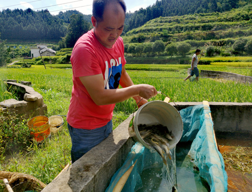 村民正在捕撈禾花魚。陸仕臣攝