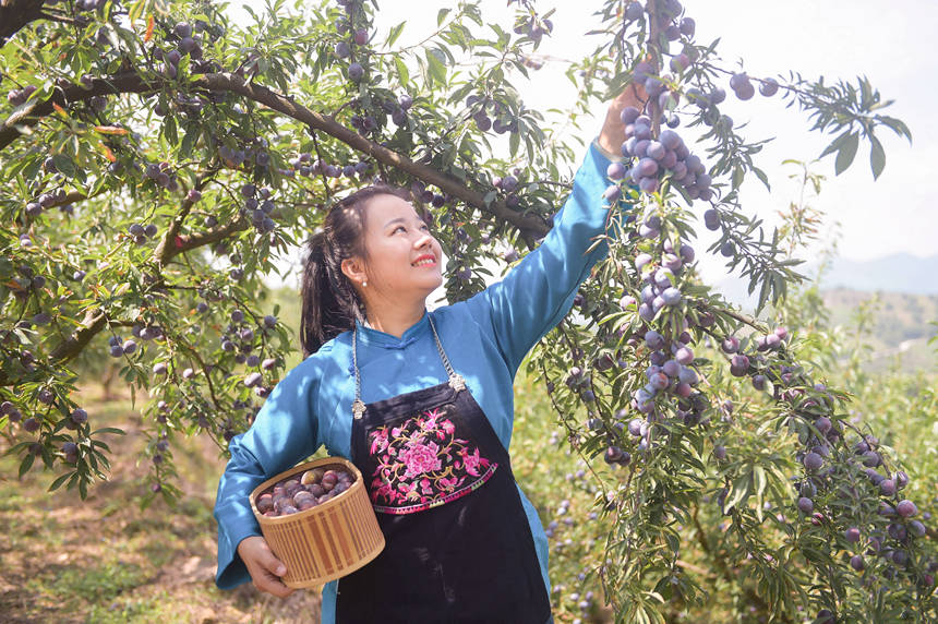 採摘龍灘珍珠李。