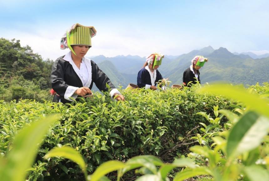 土瑤群眾在茶園採茶。賀州市平桂區融媒體中心供圖