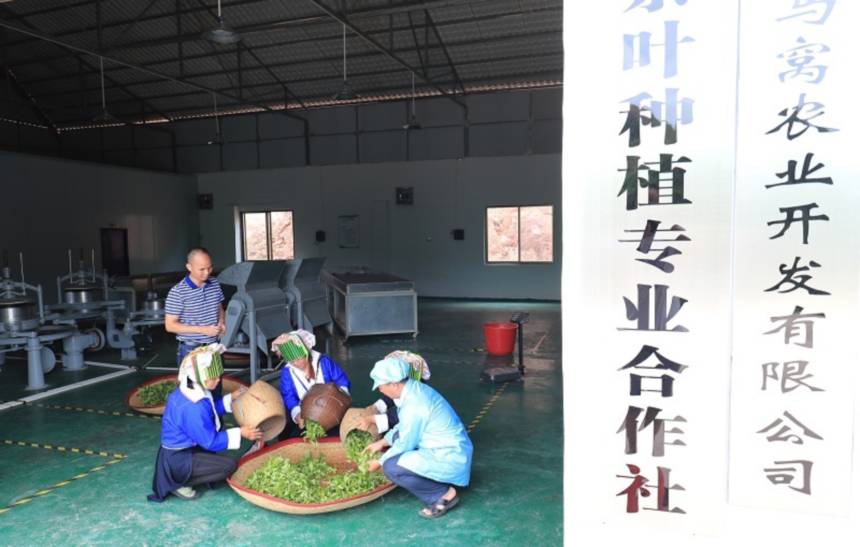 茶廠員工對土瑤群眾採摘的茶葉進行等級初選。賀州市平桂區融媒體中心供圖